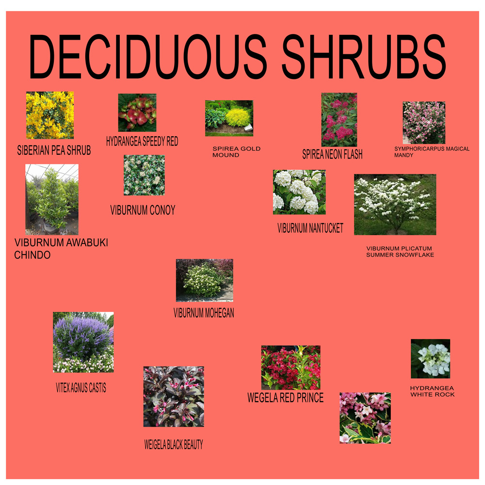 Warburton Nursery and Greenhouses ElizabethtownHershey Gardening