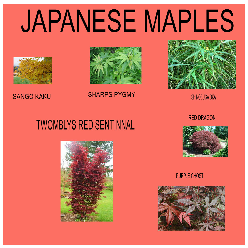 Warburton Nursery and Greenhouses ElizabethtownHershey Gardening